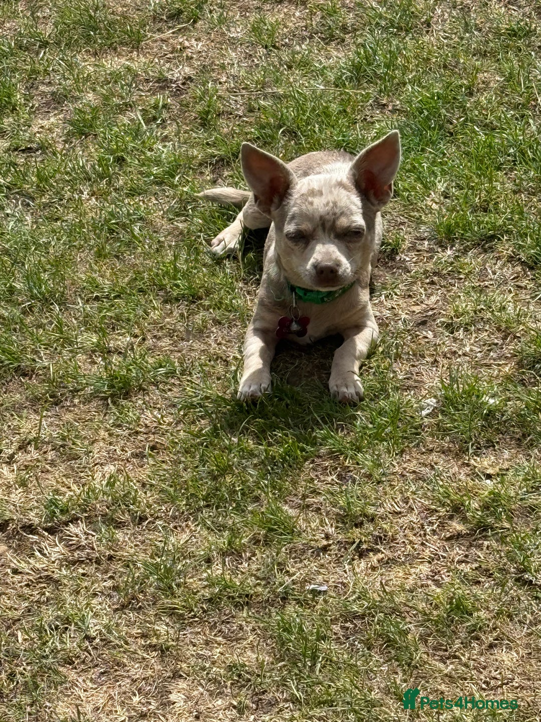 Chihuahua dogs for sale: Female chihuahua  - Image 2