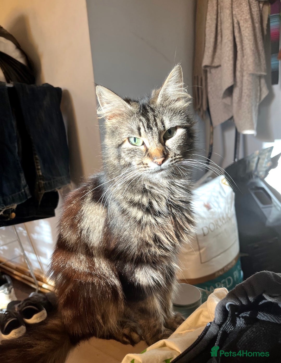 Mixed Breed cats for sale: adorable kittens looking for loving homes 💖🐾 - Advert 2