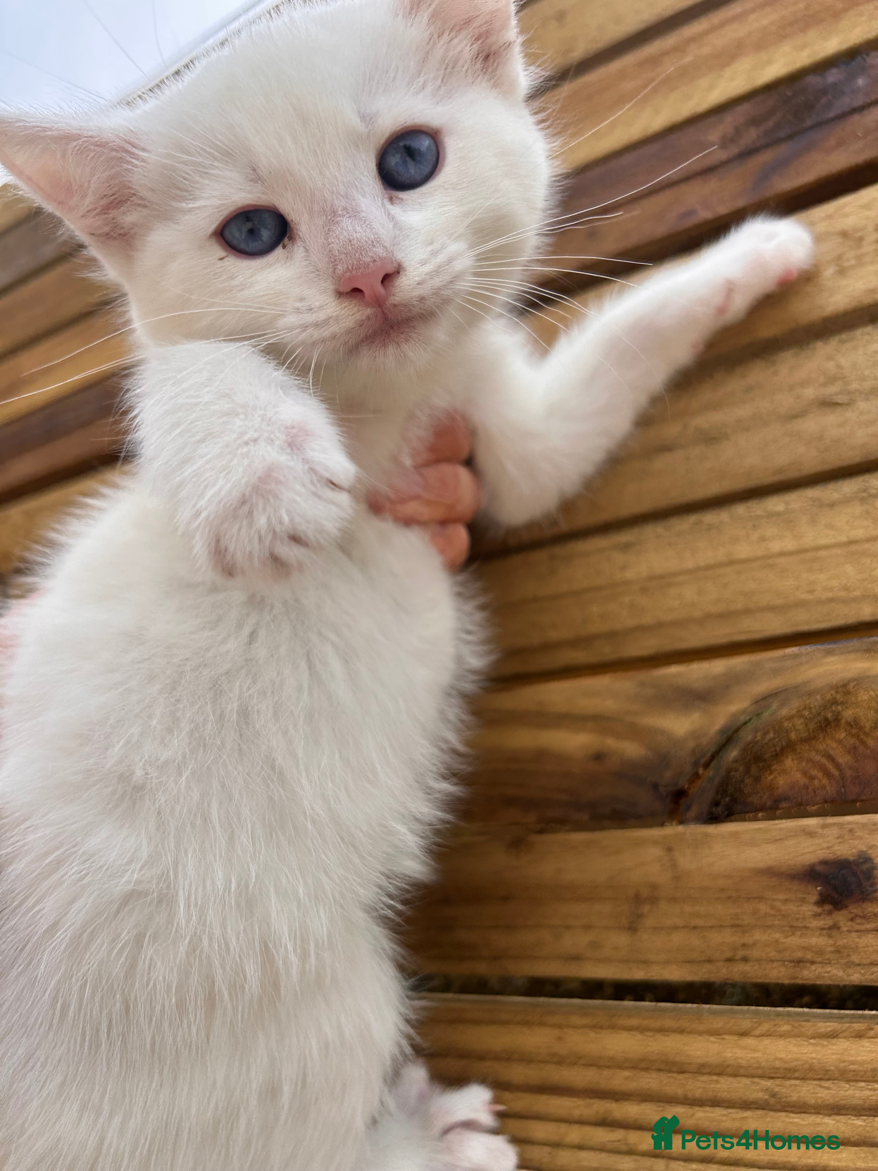Mixed Breed cats Ragdoll kittens READY NOW! Two left - Advert 2
