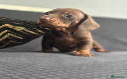 Dachshund dogs for sale: GORGEOUS DACHSHUNDS PUPPIES - Image 4