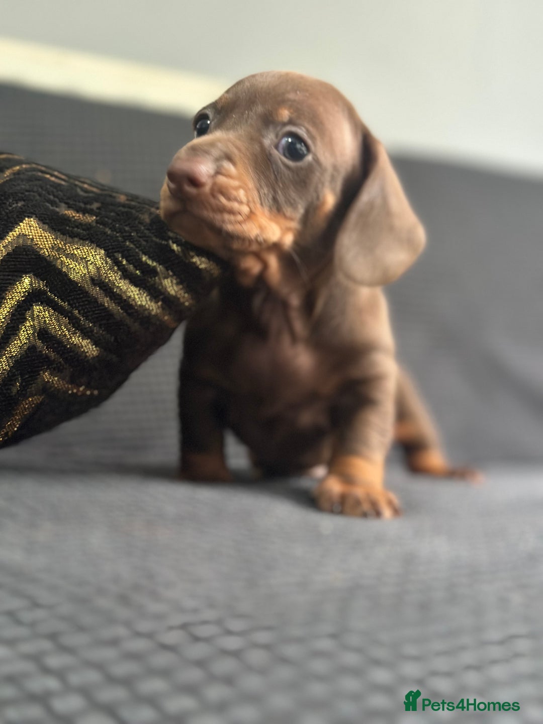 Dachshund dogs for sale: GORGEOUS DACHSHUNDS PUPPIES - Image 4