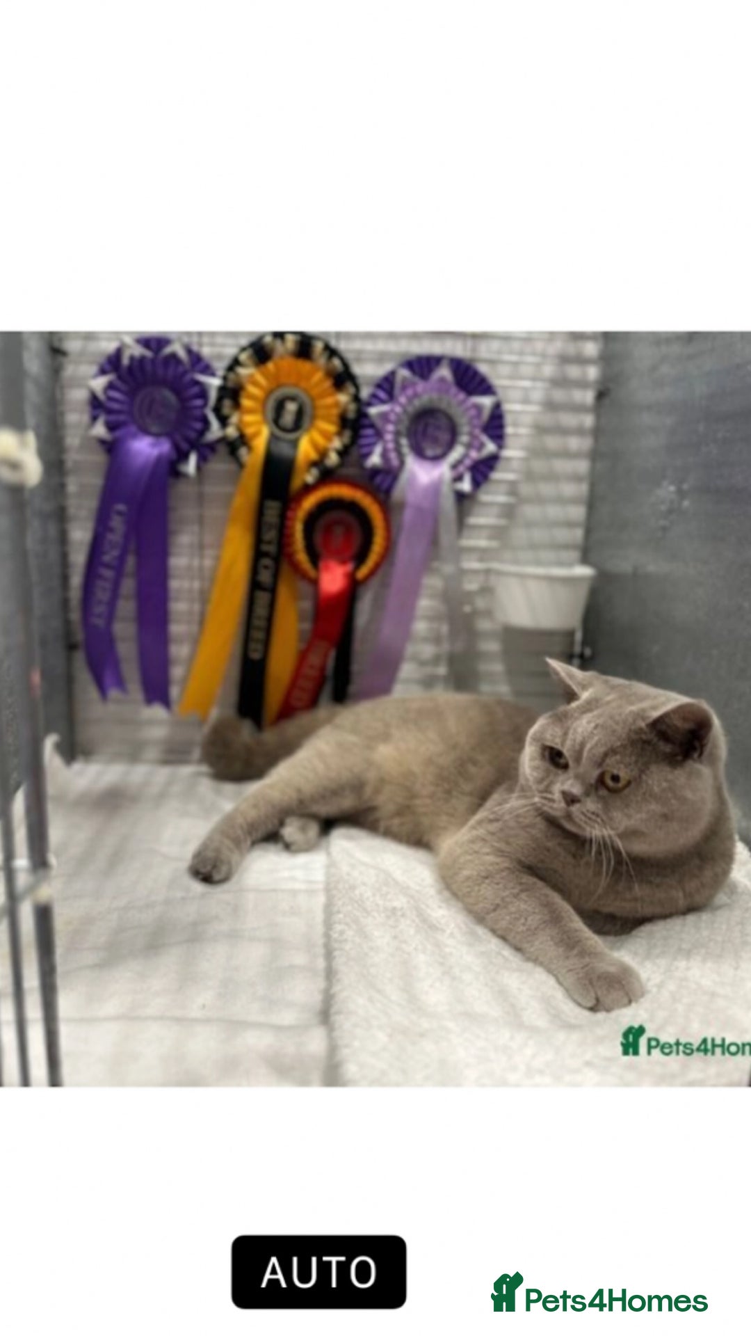 British Shorthair cats for sale: Lilic GCCF registered active champion lines  - Image 39