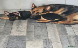 German Shepherd dogs for sale: Beautiful german girl - Image 3
