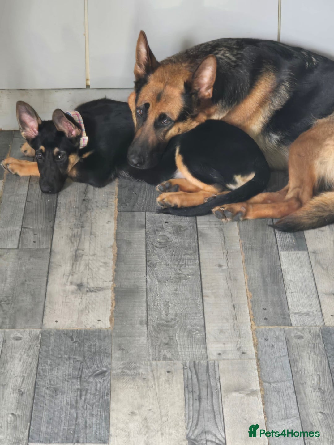 German Shepherd dogs for sale: Beautiful german girl - Image 3