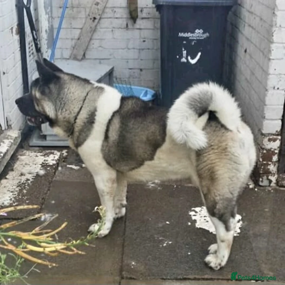 Akita dogs for sale: Akita pups in Peterlee - Advert 7