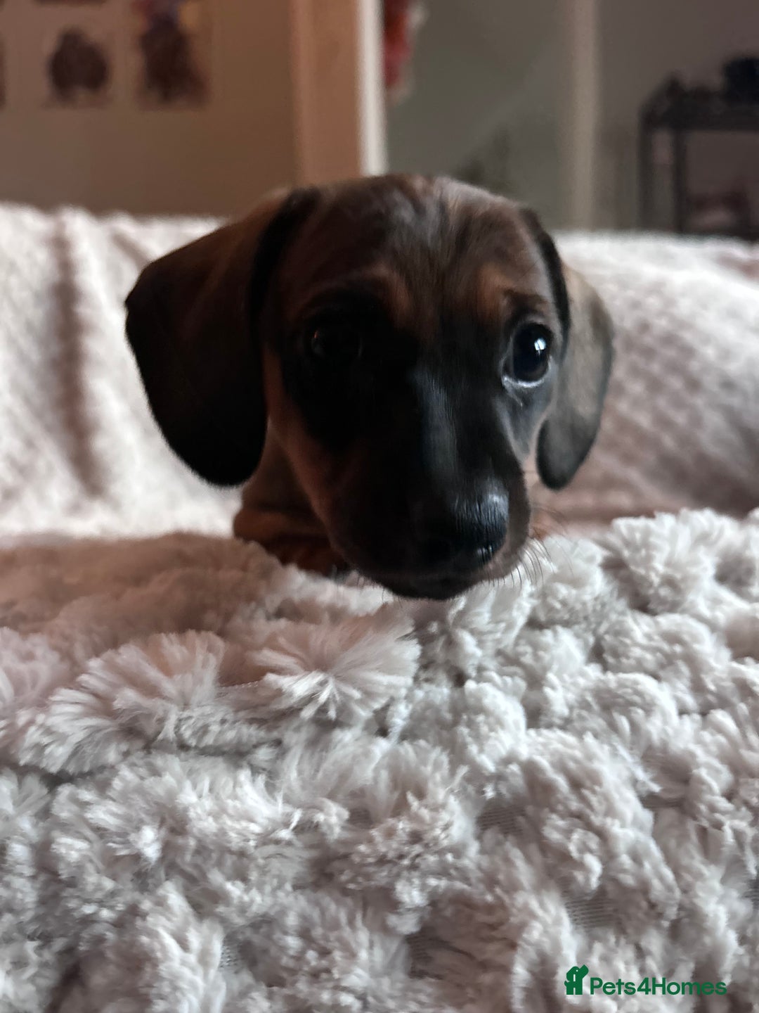 Miniature Dachshund dogs for sale: 3 gorgeous miniature dachshund girls  - Advert 20