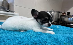Chihuahua dogs for sale: Chihuahua  - Image 24