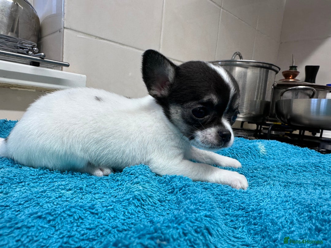 Chihuahua dogs for sale: Chihuahua  - Image 24
