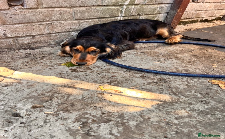 Cocker Spaniel dogs in London - Advert 6