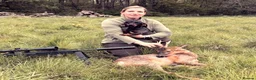 Dachshund dogs for sale: *Gamekeeper bred Wire Haired Dachshund Puppies* - Advert 14