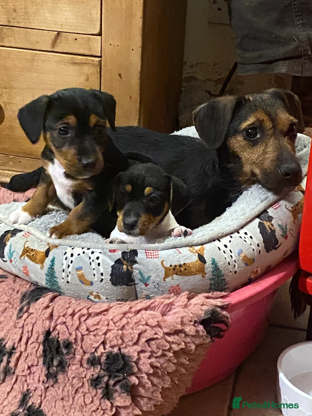 Jack Russell dogs for sale: Adorable Small Smooth Jack Russell Puppies - Advert 2