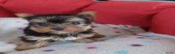 Yorkshire Terrier dogs for sale:   5 generation pedigree sertificate boy & girl  - Advert 10