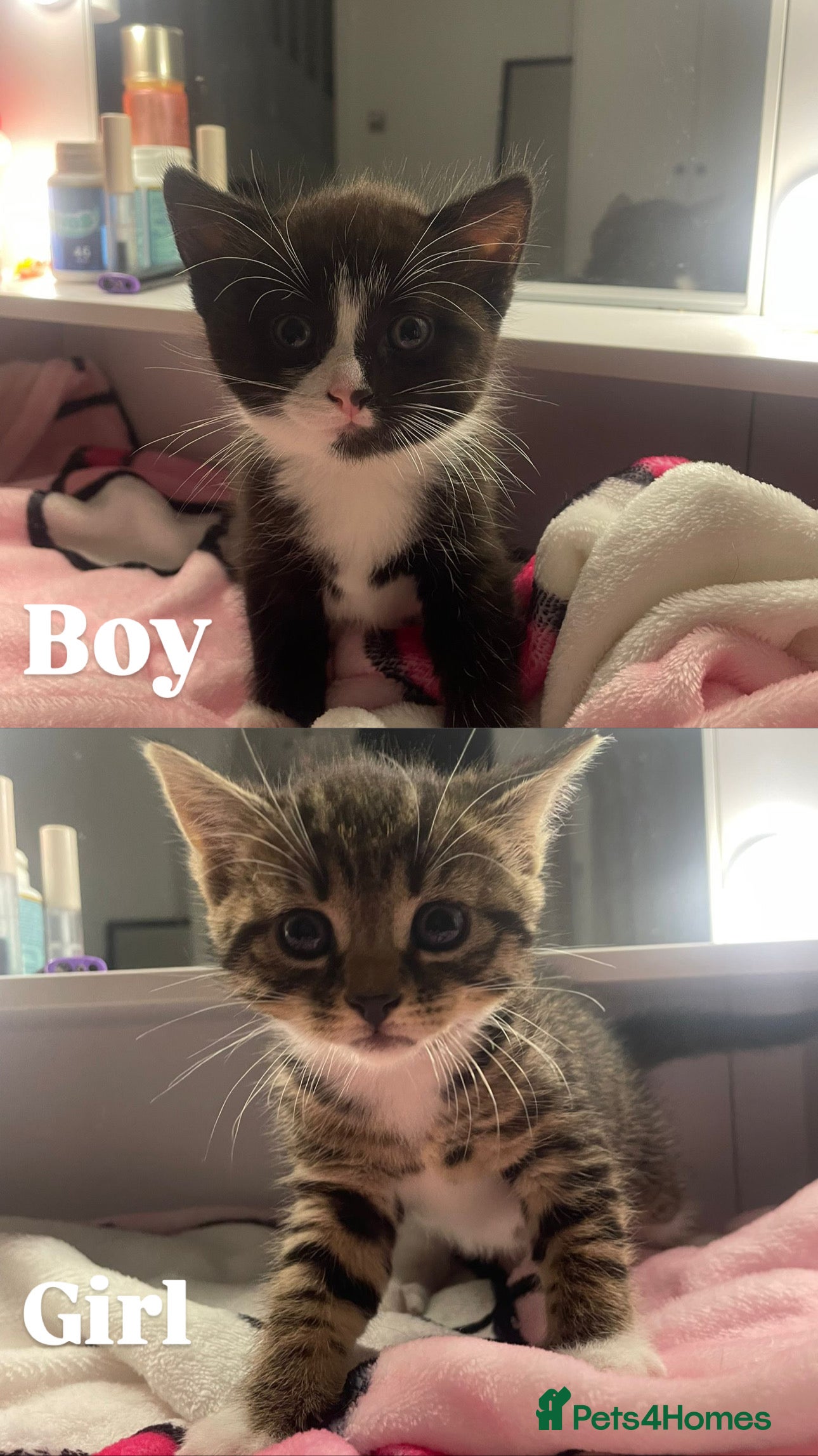 Domestic Shorthair cats Kittens  - Advert 1