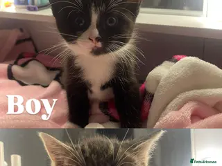 Domestic Shorthair cats Kittens - Advert 1