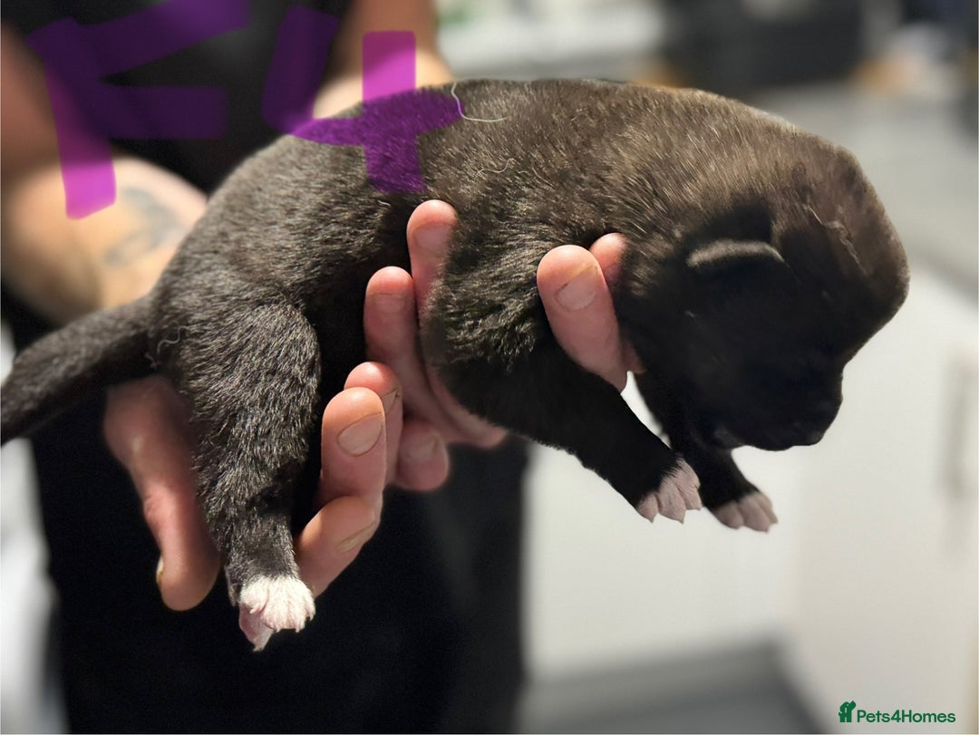 Akita dogs for sale: American Akita puppies 1 male 5 female  - Image 8