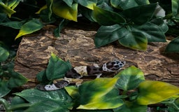 Gecko reptiles for sale: Variety Of Leopard Geckos And Sub-Species For Sale in Fleet - Image 6