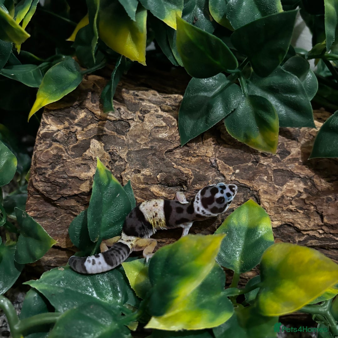 Gecko reptiles for sale: Variety Of Leopard Geckos And Sub-Species For Sale in Fleet - Image 6
