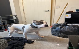 American Bull Staffy dogs for sale: American staff bull terrier  - Image 2