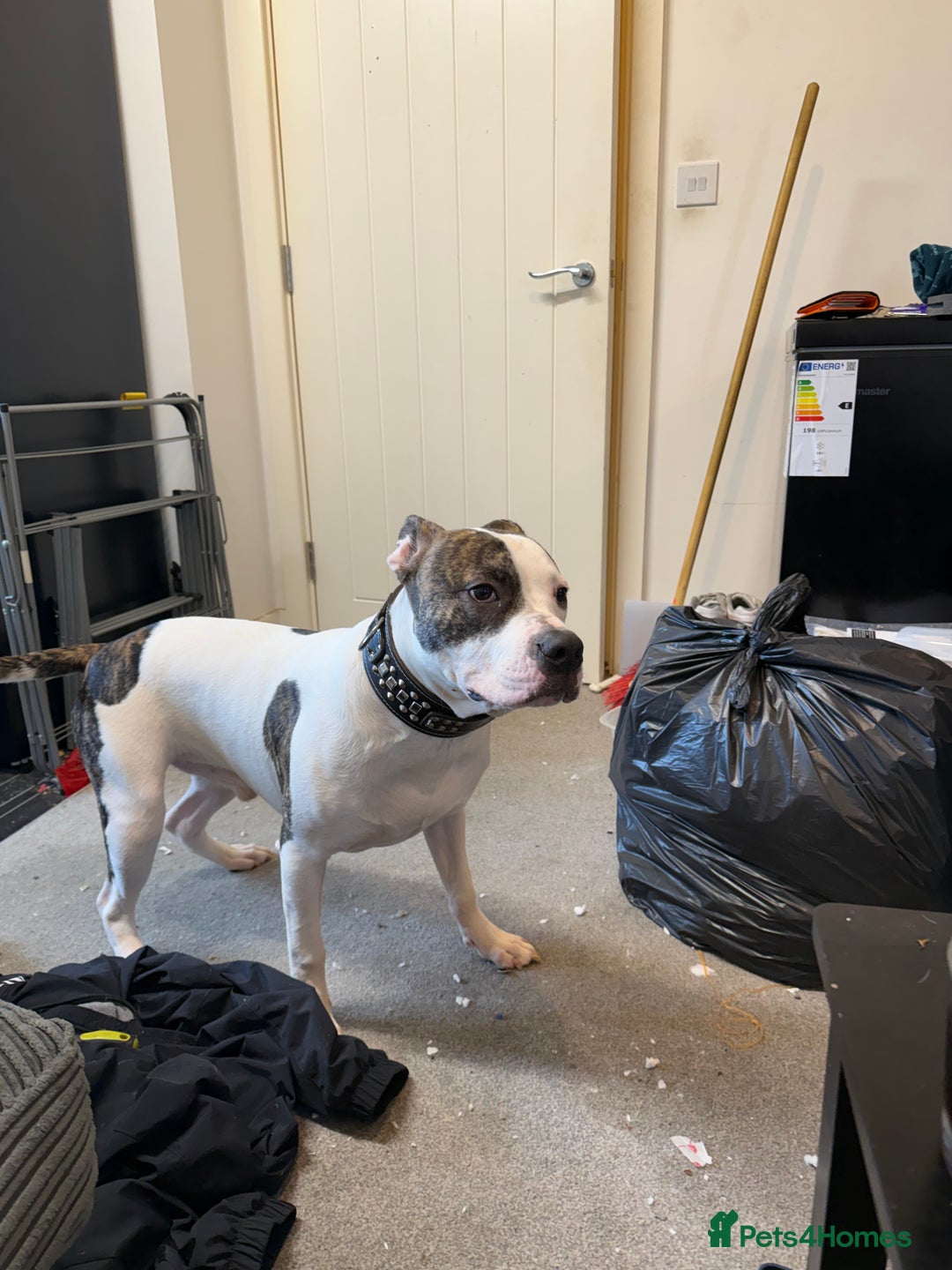 American Bull Staffy dogs for sale: American staff bull terrier  - Image 2