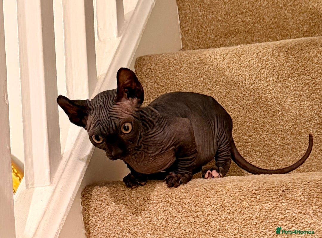 Sphynx cats for sale: Dwelf and Elf kittens - Image 17