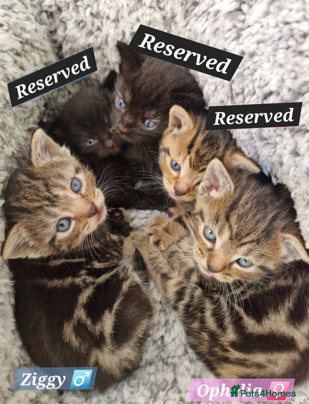 Mixed Breed cats Russian Blue & Bengal Cross kittens - Advert 9
