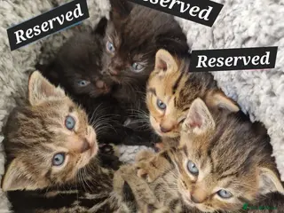 Mixed Breed cats Russian Blue & Bengal Cross kittens - Advert 9