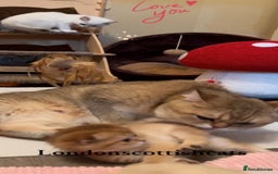 Scottish Fold cats for sale: Beautiful TICA-Reg Scottish Fold Girls - Image 11