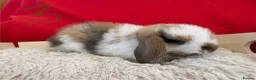Mini Lop rabbits for sale: Gorgeous mini lops for sale  - Advert 4