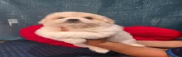 Coton De Tulear dogs for sale: 2 beautiful coton de tulear  - Advert 18
