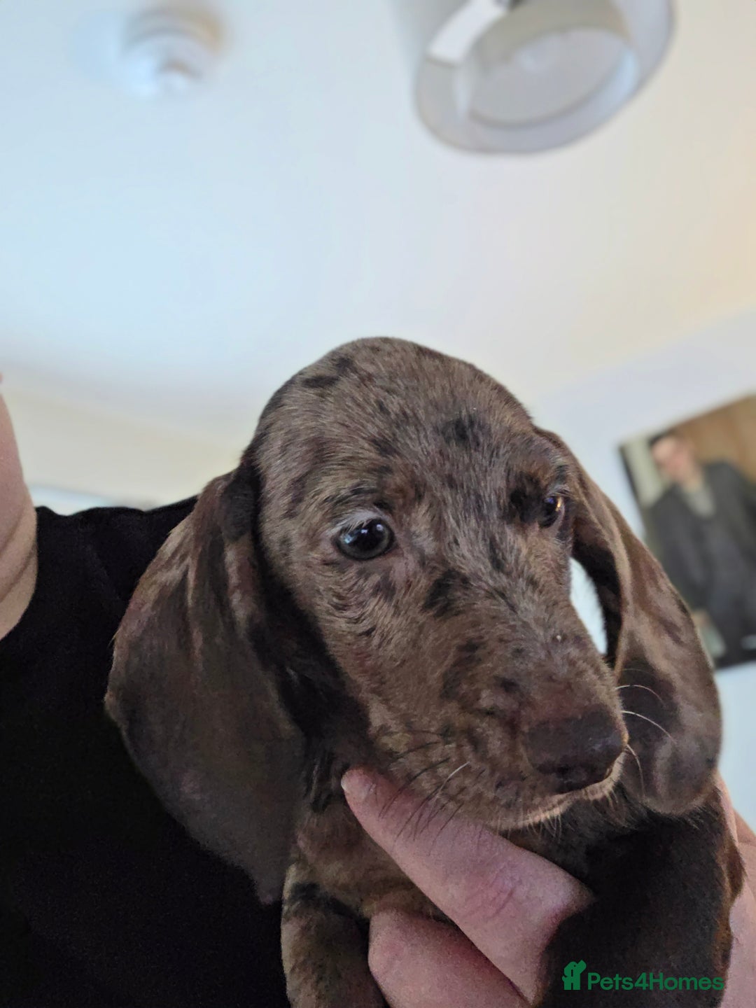 Dachshund dogs for sale: Dachshund puppies - Advert 2