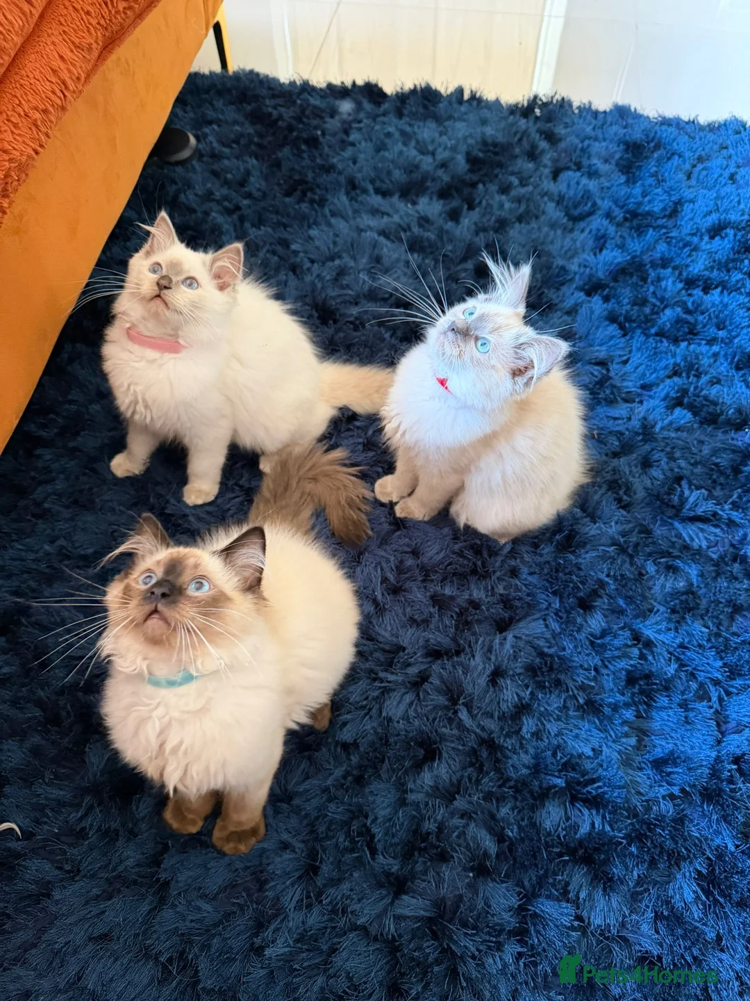Ragdoll cats for sale: Stunning Ragdoll kittens  - Advert 1