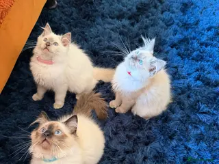 Ragdoll cats Stunning Ragdoll kittens - Advert 1