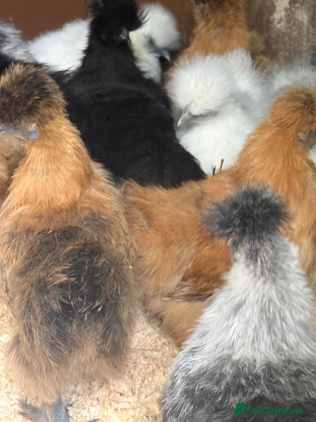 Chickens poultry for sale: Silkie hens mixed colours kings Lynn area  - Advert 2
