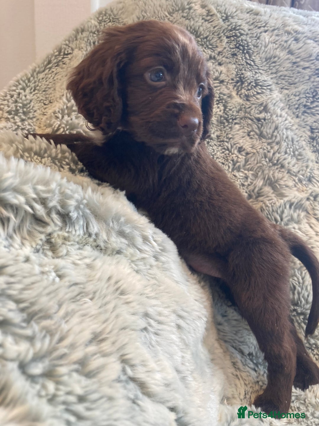 Cocker Spaniel dogs for sale: Beautiful cocker spaniel puppies  - Image 8