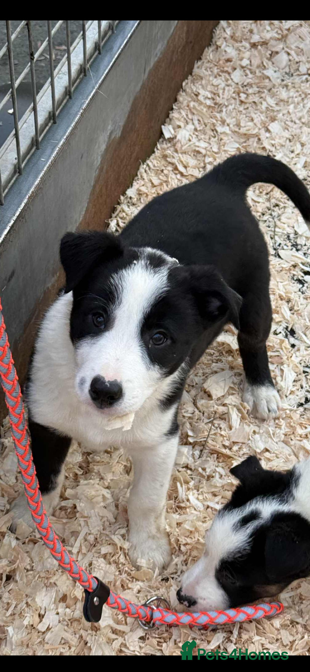 Border Collie dogs for sale: READY NOW border collie puppies one girl two boys  - Advert 3