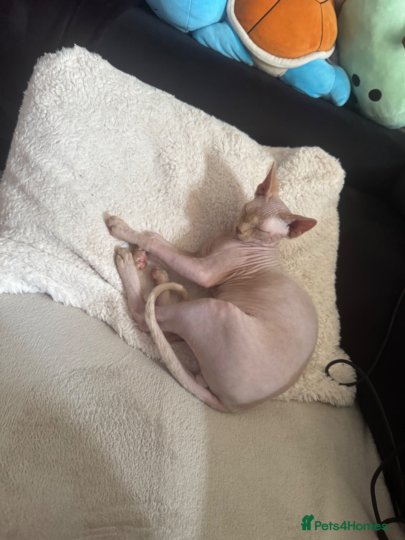 Sphynx cats Beautiful Sphynx Stud - Advert 1
