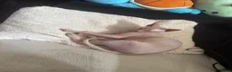 Sphynx cats for stud: Beautiful Sphynx Stud - Advert 1
