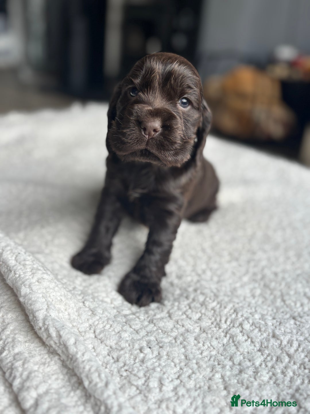 Cocker Spaniel dogs for sale: 🐾[Simbawood Lines]KC Show Cocker Spaniels🐾 - Advert 11