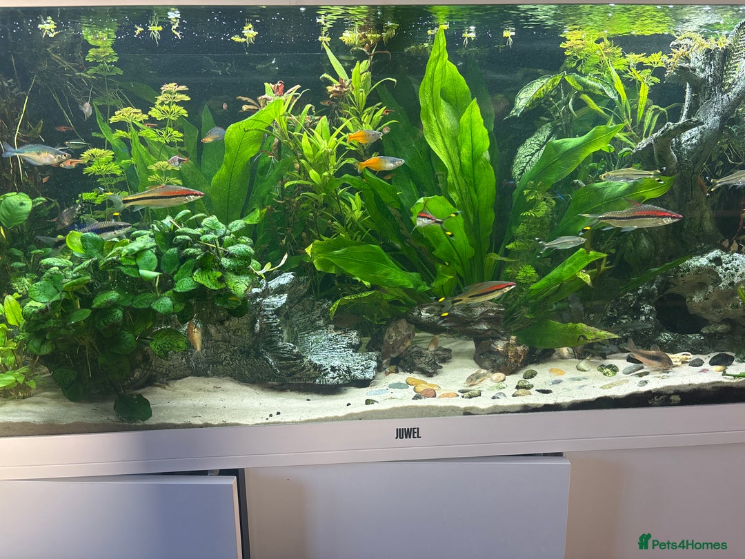 Other/Mixed Breed fish for sale: Tropical fish - Image 3