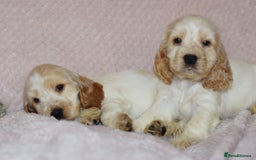 Cocker Spaniel dogs for sale: Cocker Spaniel Pups for sale (KC registered) - Image 5