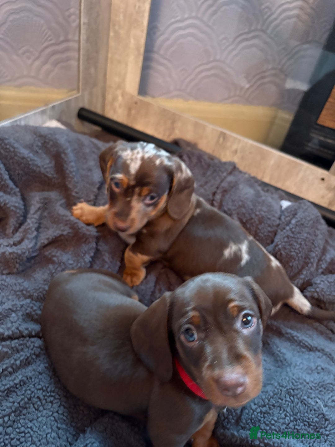 Miniature Dachshund dogs for sale: Miniature Dachshund puppies 7 weeks old  - Image 5