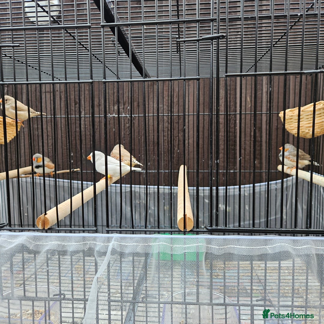 Finches birds for sale: Beautiful zebra finches - Image 1