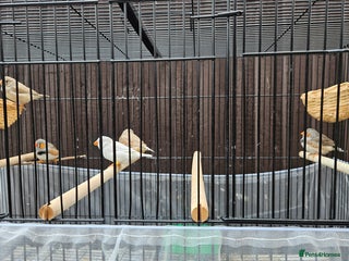 Finches birds - Advert 3
