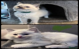 Ragdoll cats for sale: Stunning Ragdoll kittens for sale - Image 38
