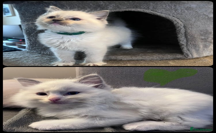 Ragdoll cats - Advert 6