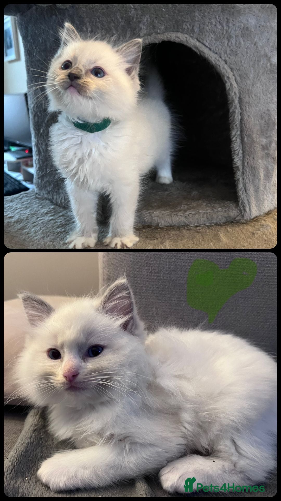 Ragdoll cats for sale: Stunning Ragdoll kittens for sale - Image 38
