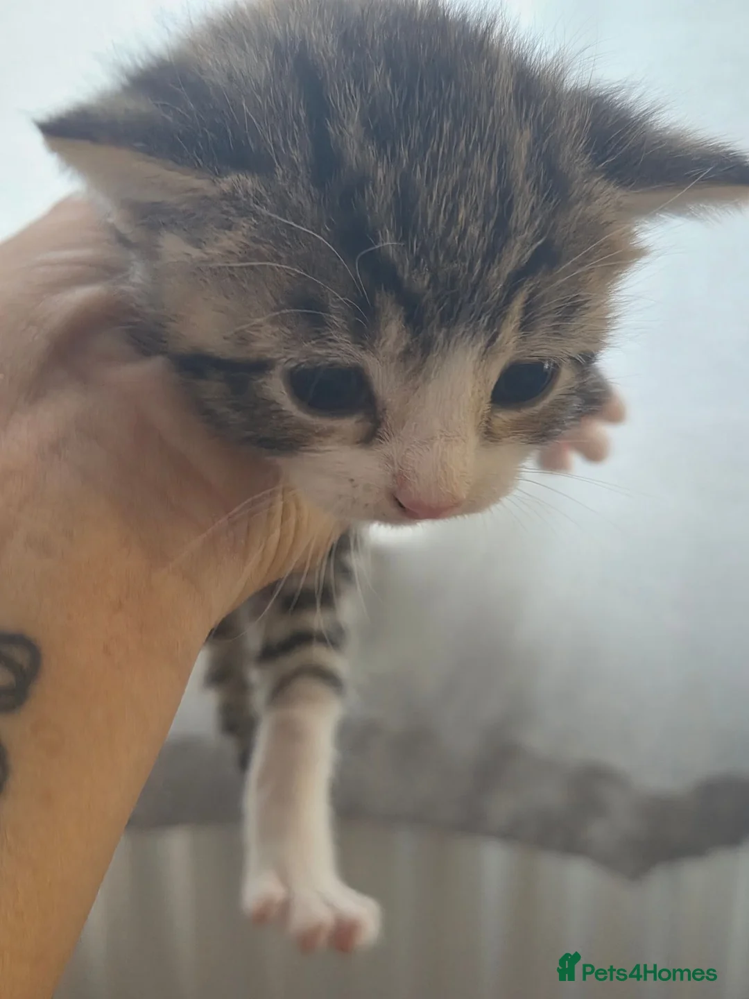 Mixed Breed cats for sale: 4 beautiful kittens  - Advert 2