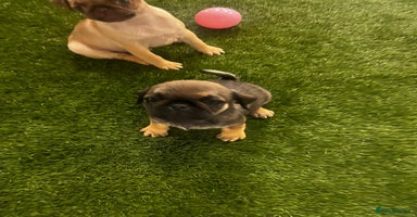Pug dogs - Advert 14