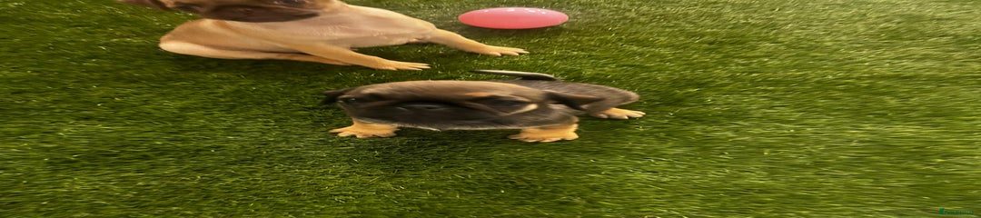 Pug Puppy 6