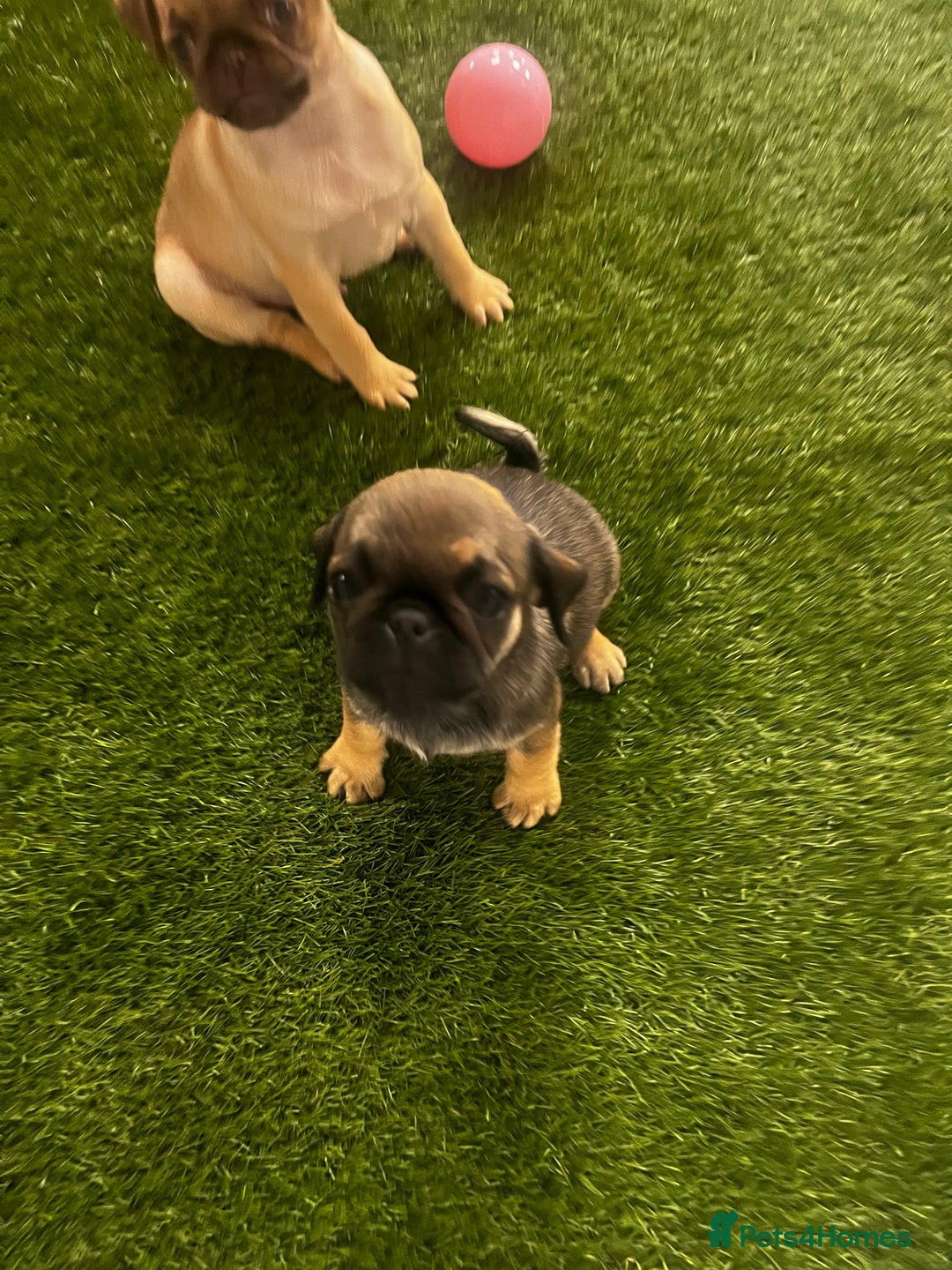 Pug dogs for sale: Full panda pugs - Image 4